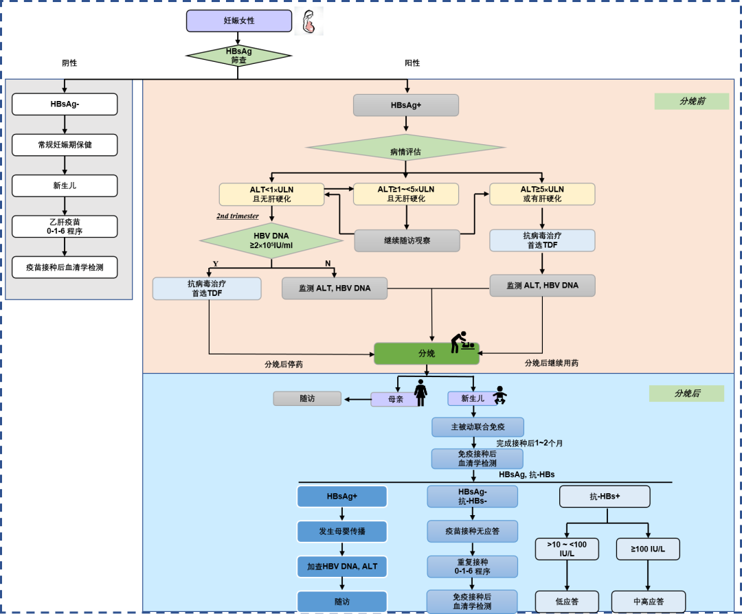 权威发布｜阻断乙型肝炎病毒母婴传播临床管理流程(2021年)