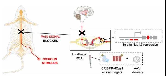 用 CRISPR 基因编辑消除痛觉？