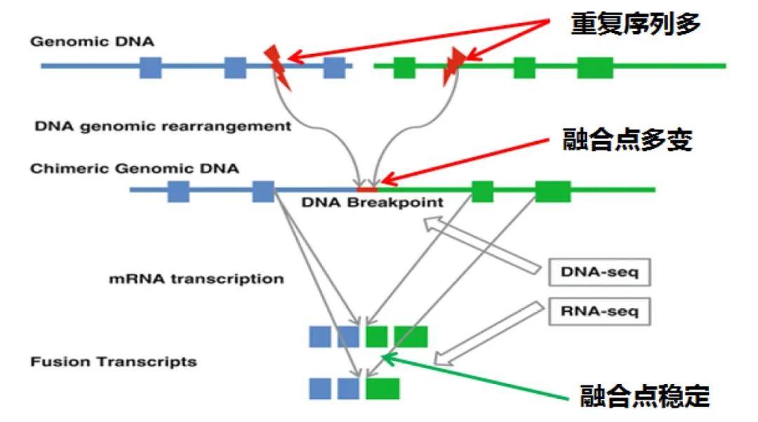 融合基因检测：DNA or RNA? PCR or NGS?