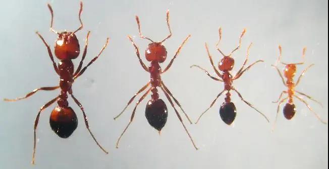 红火蚁入侵我国12省，被列入“最危险入侵物种”之一！