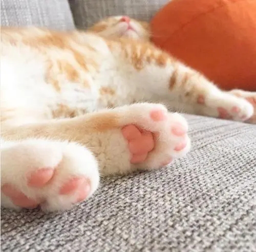 小猫咪能有什么坏心眼？猫抓病了解一下！