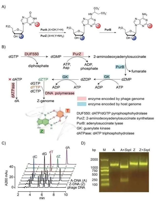  重磅！科学家发现特殊DNA的合成机制