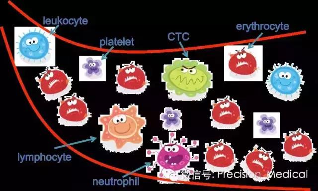 循环肿瘤细胞（CTC）的EMT和CTM检测问题