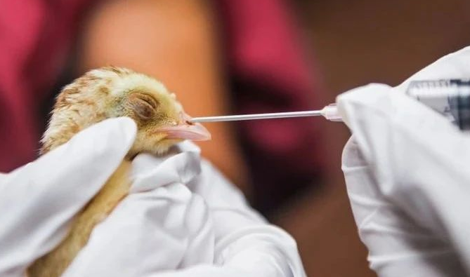 全球首例！江苏发现人感染 H10N3 禽流感病毒，应该担心吗？