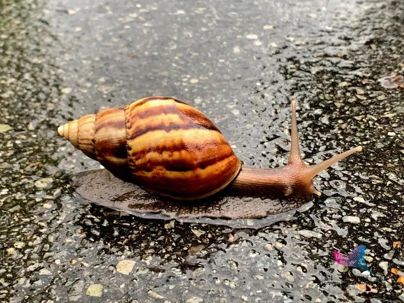 紧急提醒！雨后看到这种动物千万别碰！很危险…