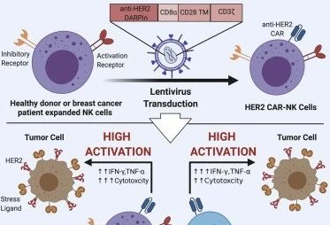 iScience：CAR-NK细胞更安全地治疗实体瘤