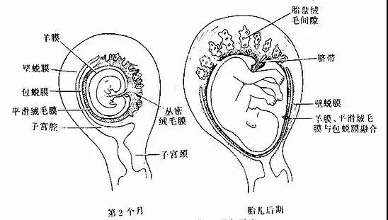 子宫内膜容受性不好，有可能是因为胰岛素抵抗！