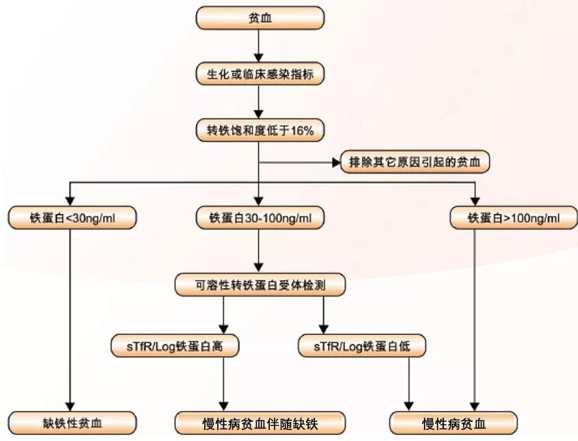 老年人贫血的5个小“欢喜”，主要检验指标有哪些改变？