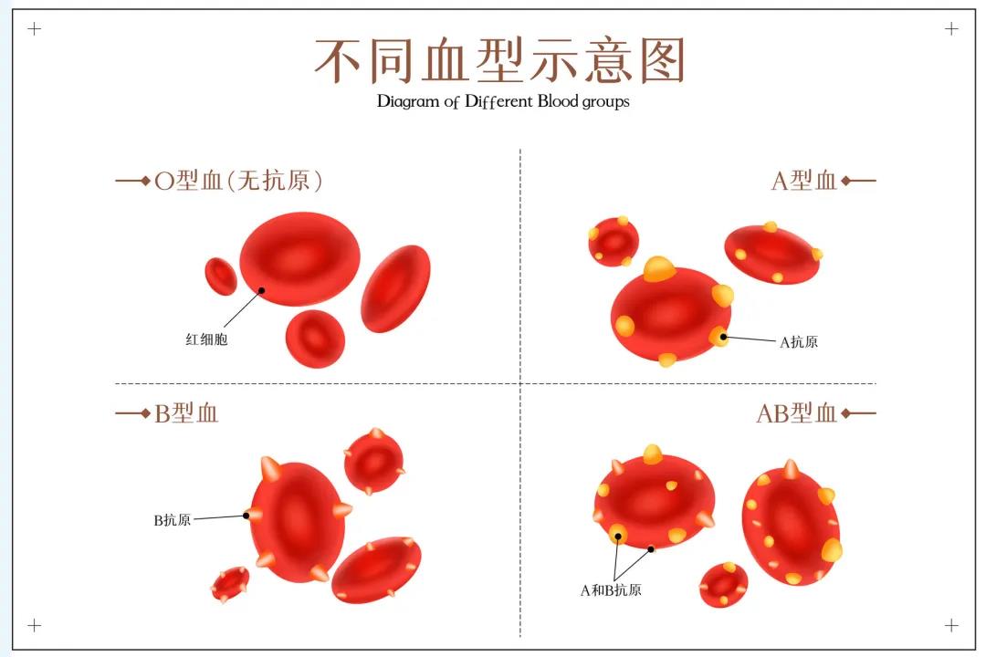 一血难求，熊猫血患者急需用血时该怎么办?