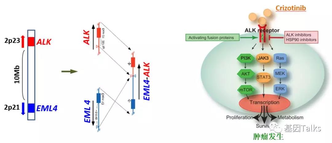 分子技术丨常见基因变异类型