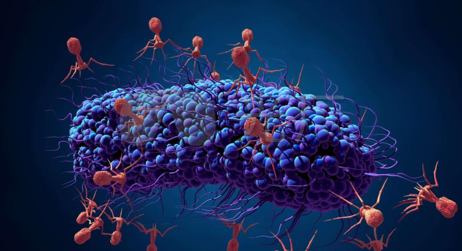  国际最新研究：噬菌体疗法或可有效应对患者多重耐药感染
