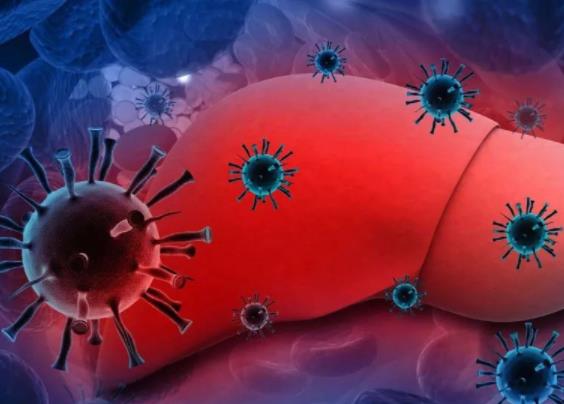  专家揭示了乙肝免疫发病的新机制