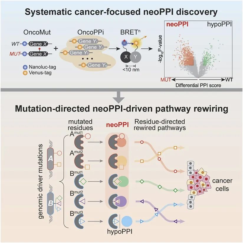 蛋白相互作用图谱-新研究绘制癌症相关基因突变增强的蛋白