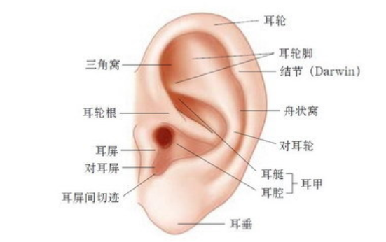 耳朵这些穴位，分别都能治疗哪些疾病？