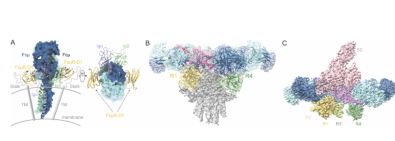 研究发现：免疫球蛋白IgM被特异性受体FcμR识别的分子机制