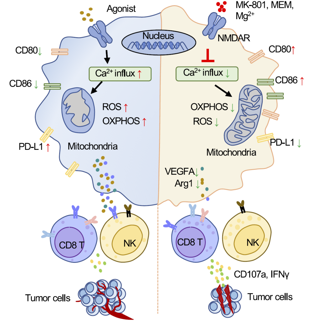 发现NMDAR拮抗剂通过调控巨噬细胞影响肿瘤进展