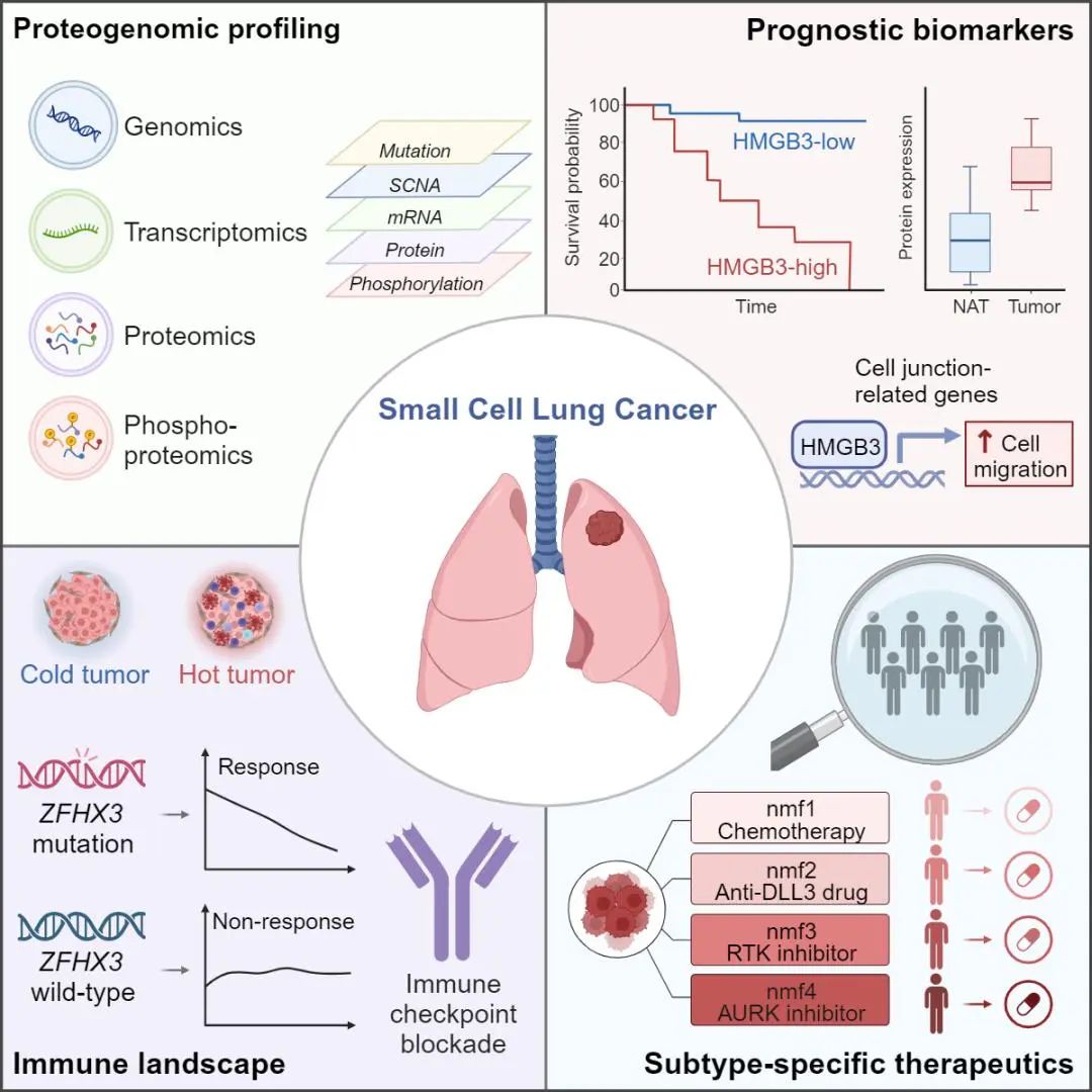 小细胞肺癌蛋白基因组学图谱绘制成功
