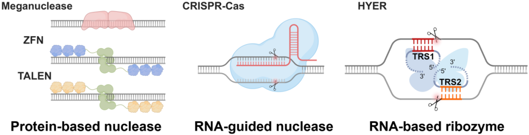 清华大学生命学院刘俊杰课题组开发基于RNA核酶的新型基因编辑工具