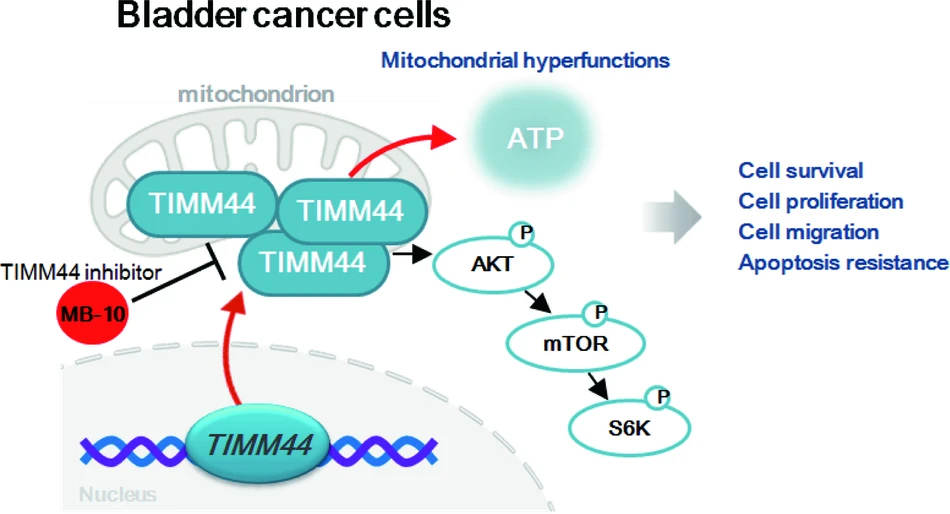 南京医科大学揭示新型TIMM44阻滞剂 可显著抑制癌细胞生长
