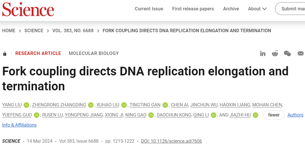 北京大学团队解析哺乳动物DNA复制叉的空间构型