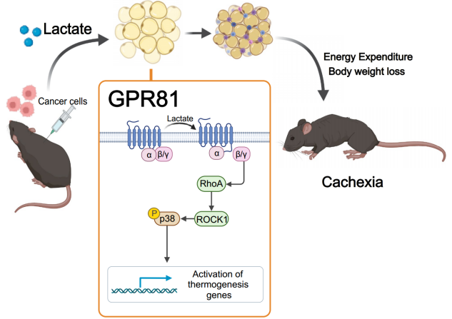  北京大学发现乳酸激活GPR81驱动肿瘤诱导的恶病质
