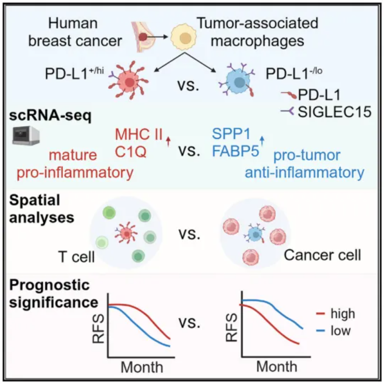 深圳大学团队合作发现肿瘤内表达PD-L1的巨噬细胞具有促进抗肿瘤免疫的潜在效应