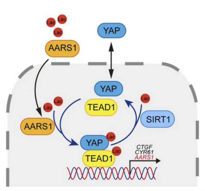 发现丙烯酰tRNA合成酶AARS1作为一种乳酸转移酶在胃癌中促进YAP信号传导