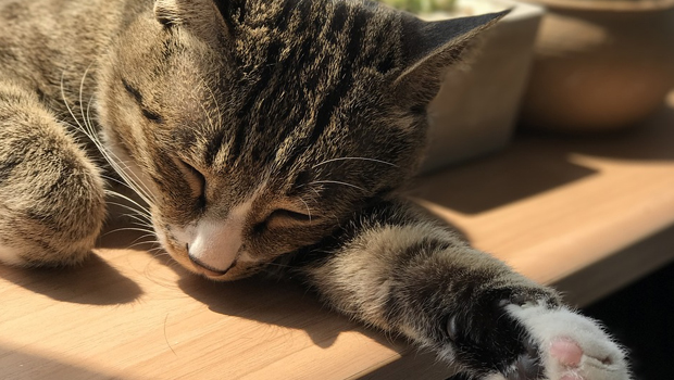 撸猫一时爽 当心猫抓病