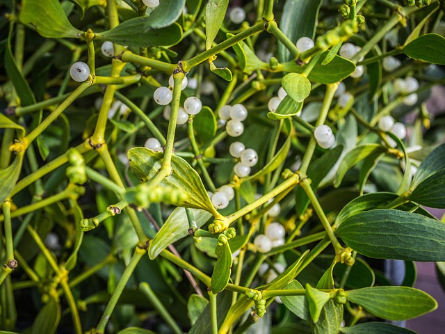 身体有结节？不要慌！这些天然“散结方”赶快学起来