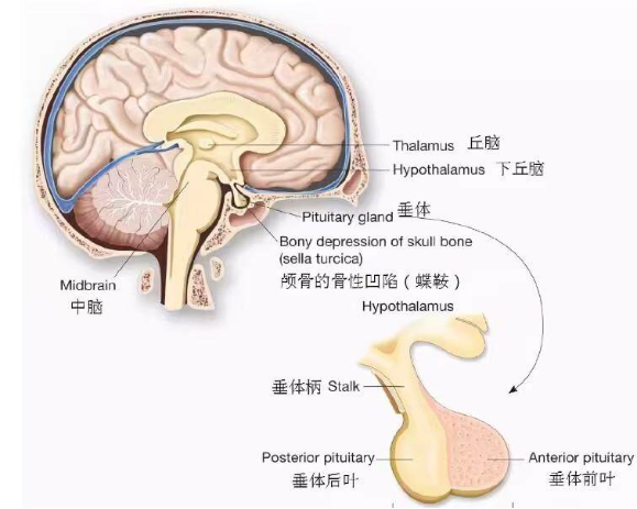 手脚逐渐粗大，得了肢端肥大症会让人越来越丑