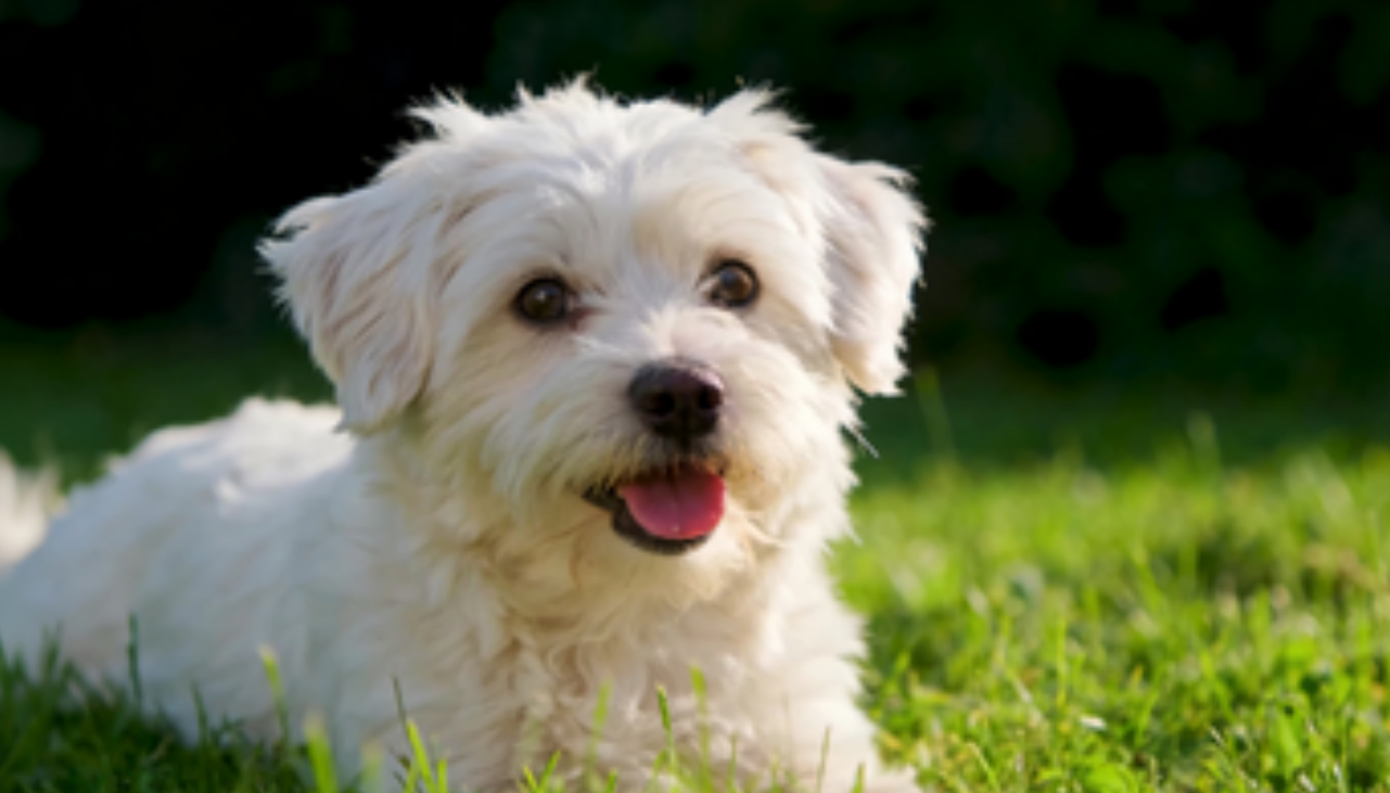 春节期间动物伤人频发 专家提醒：狂犬病连续两年回升，规范处置很关键